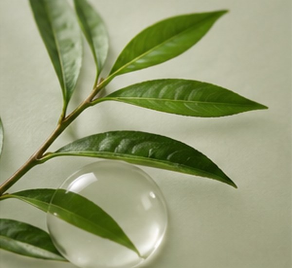 Tea tree macro